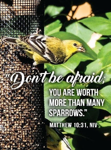 Dont be afraid you are worth more than many sparrows