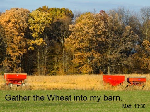 Gather the wheat into my barn